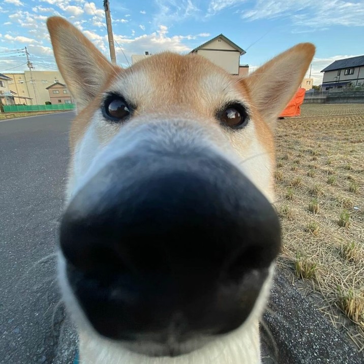 冰雪眾寧靜