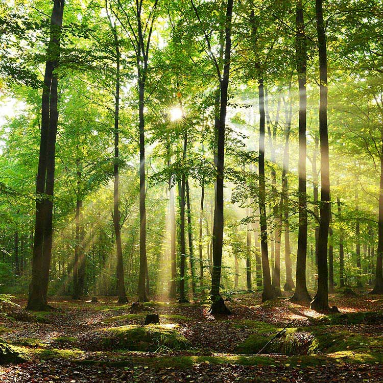 微信森林自然风景图片图片