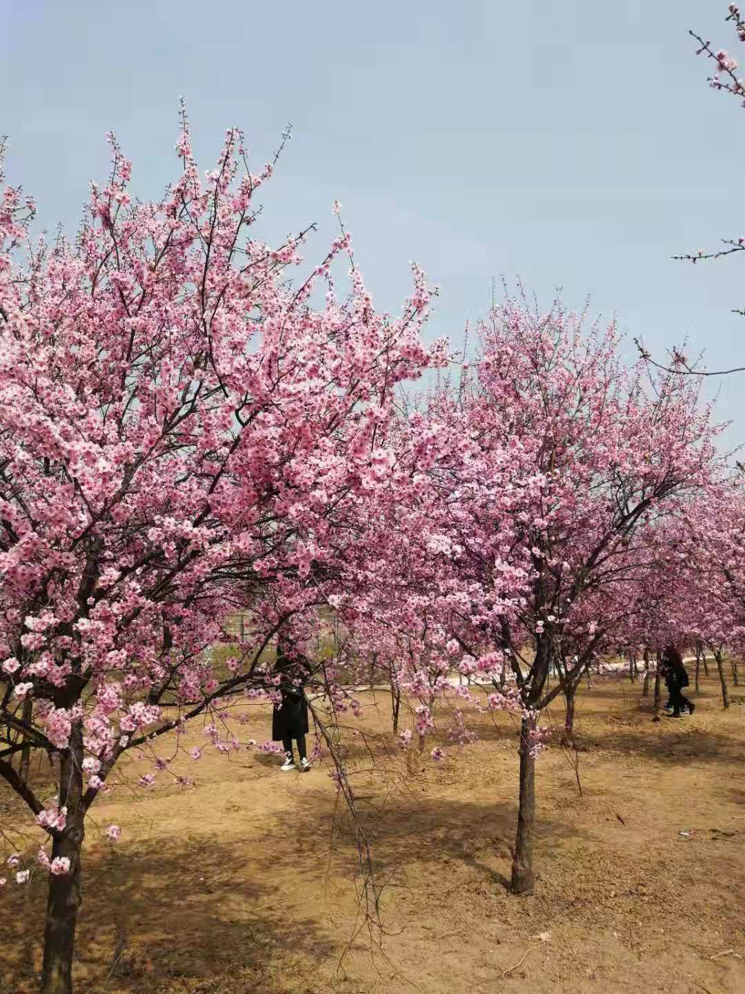 櫻花樹打卡