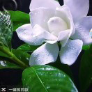 沈家麒